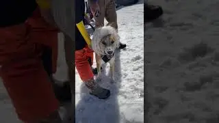 Further Faster Dog Derby!