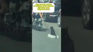 VIP(very important pet)😊🤣 #kwelangniko #subscribe #trendingshorts #shorts