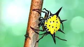 Spiny Orb Weavers: Nature's Colorful Architects and Predators!