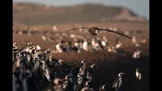 TRANSMISI&Oacute;N EN VIVO DESDE LA ISLA GRAN ROBREDO &bull;  PETREL GIGANTE DEL SUR