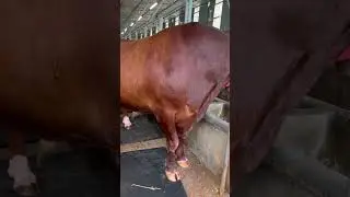Biggest Red Holstein Friesian Cow In bd | Iconic cow | heavyweight giant bull
