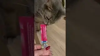 Nuevos creamys salm&oacute;n