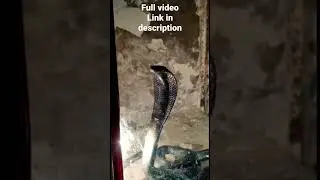 cobra attack | zoo #cobraattack #snakeattack #zoo #shorts