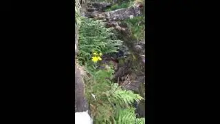 Black mountain hawkweed Hieracium tavense identification