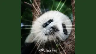 Lifted Into Dreams