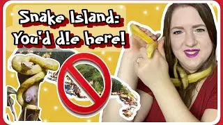 Snake Island, Brazil ||Info On It&rsquo;s Venomous Inhabitants & The Island ~Ellie Snake Lady~