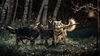 🚶🐺Dog walk in forest after rain - Walking 4 Old German Shepherd dog (no talking, nature sounds, 4K)