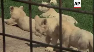 Engdangered White Lion Cubs Born In Czech Zoo