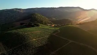 Vineyard Aerials