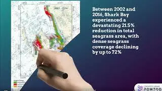 The Loss of Seagrass Meadows in Shark Bay Due to Boat Traffic