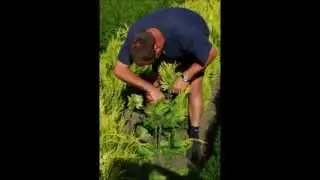 Plantes de haie -  Arbustes - Haies feuilles persistants