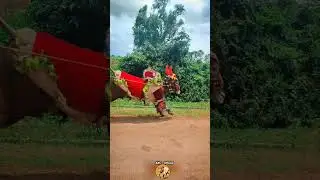Jallikattu Bull Training Video #Chittoorjallikattu #jallikattukalai #jallikattutraining #eruthukattu