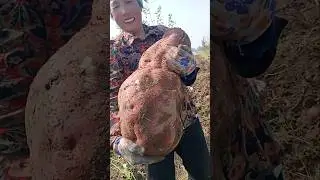 Gigantic Fruits & Vegetables Found in China - Unbelievable Sizes! #shorts #farming #plants