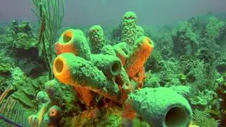 Anthony Bell and Royal James Wrecks Bahamas