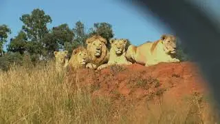 Human cage lion experience Summertime