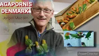 Agapornis Denmark lovebirds collection by knives serato