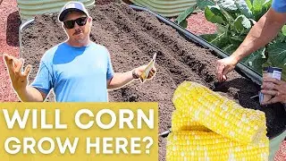 Can You Grow Corn in Raised Beds?
