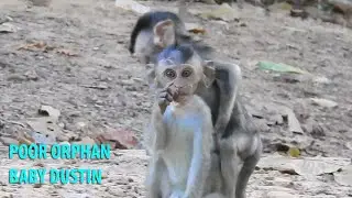 Pity poor orphan baby Dustin look hungry,Baby Dustin enjoy play with friends,but scare Janet