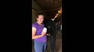 Sweet Itch in Horses