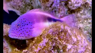 ホシゴンベ　Blackside hawkfish　Paracirrhites forsteri