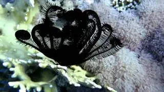 Amphoras Dive Site - Egypt - Full HD