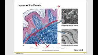 Function of the Skin