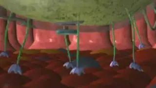 Salmonella Entering the Intestinal Tract