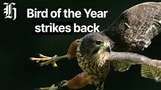 'Bird of the Year&rsquo; strikes back: Why Kārearea swoop on walkers | Herald NOW