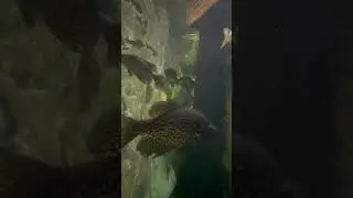 Bass Pro Phoenix! #aquarium #fish #fishtank #aquascape #bassproshop #arizona #phoenix