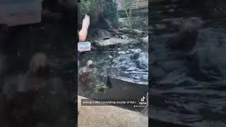 Giant Otters at the Dallas World Aquarium