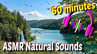 Sons nature eau oiseaux insectes vent 60 min ASMR Nature sounds water birds insects wind 60 minutes