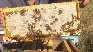 Yarım Ballık Sağım Yaptım 👍🐝 29.06.2025