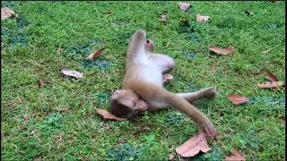 Leo&rsquo;s intelligence shines through in playtime; he uses his sweetest gestures to keep his friends