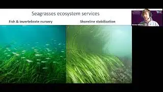 Seagrass ecosystems and their significance - Dr. Willette A. Demian