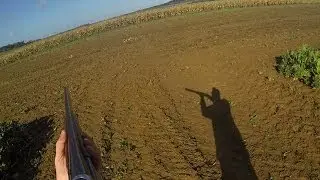 chasse au faisan et au lapin en HD