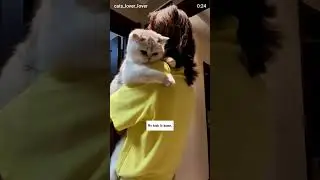 the cat is still suffering from truma after this incident sad 😢 cat