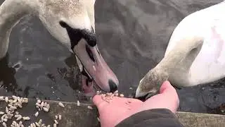 Feeding cygnets ducks and geese