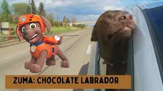 Every Dog Breed In paw patrol #dog  #animals #funny #pawpatrol #top