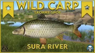 WILD CARP TROPHY SPOT! SURA RIVER - Russian Fishing 4 #rf4  #русскаярыбалк
