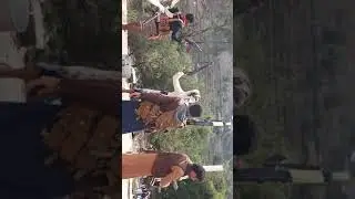اعراس بني الضبيبي عوله ريمه