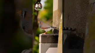 Discover the Fascinating World of Zebra Finch