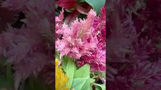 Multicolour Celosias or Cockscomb #celosia #cockscomb #multicolor #nature #shorts #viralvideo #fyp