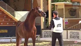 N 110 GORO   AECCA Arabian Horse of Spanish Lines Show 2025   Stallions 7 10 Years Old Class 10