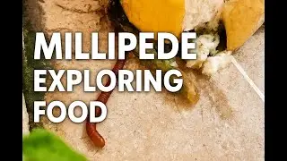 45. Millipede Exploring Food | Amazing Insect Behavior