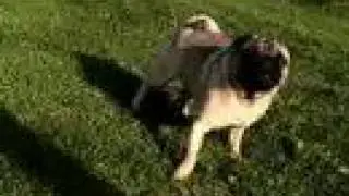 Baby pwns Pug Dog ~----------------------------------