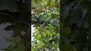 Mango tree Loaded with Juicy Mangoes #shorts #mango