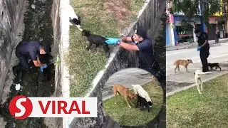 Roadblock cop praised for saving trapped puppy, canine parents wag their tails