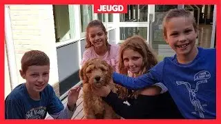 Deze kinderen hebben een hond in de klas