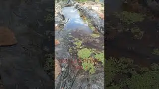Azolla farming | 7 days old pond #agriculture #farming