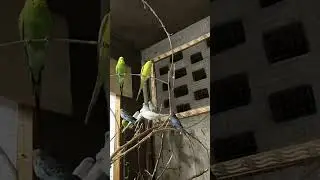 Budgies Australian parrot colony 😋🤤😋